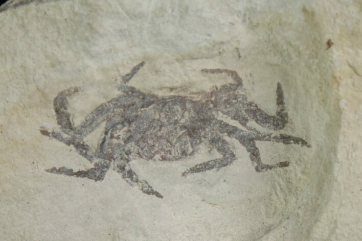 Miocene Pea Crab (Pinnixa) Fossil - California #177045